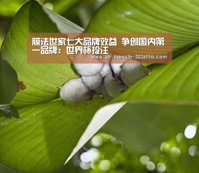 世界杯买球网站